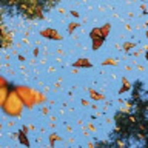 Meet your Posher, Lillian